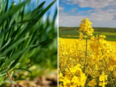 Boskalid w płynie w zbożach i rzepaku