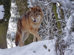 Wilki coraz śmielej poczynają sobie w Chmielniku. „Kierowca bał się wypuścić dzieci z autobusu”