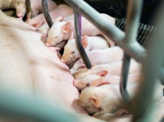 Nowy raport: przyszłość branży mięsnej rozstrzygnie się w Azji