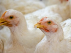 Rzekomy pomór drobiu w Mazowieckim. Ważna decyzja wojewody