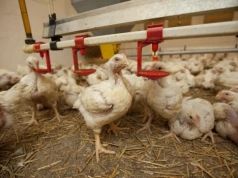 GIW aktualizuje mapę rzekomego pomoru drobiu: nowe ogniska ND w kilku województwach