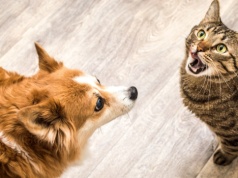 Nietypowe cechy osobowości u miłośników kotów. Odróżnia ich to od psiarzy