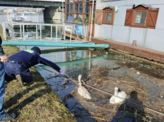 Interwencja nad Wisłą. Strażnicy pomogli uwięzionym łabędziom