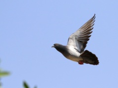 Zdalnie sterowane ptaki? Rosyjski projekt wchodzi na bardzo cienki lód