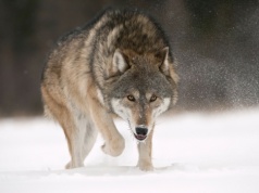 Małopolska gmina ostrzega przed wilkami. Przyrodnicy uspokajają