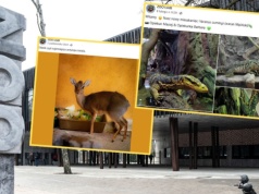 Łódzkie zoo chwali się sukcesem. W ogrodzie pojawiły się nowe zwierzęta