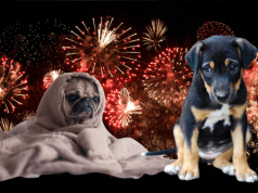 Zakaz używania fajerwerków przez osoby fizyczne. Teraz strzelać mogą tylko przedsiębiorcy