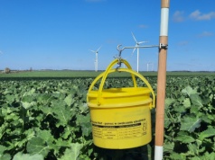 Dlaczego zabiegi insektycydowe w rzepaku wiosną bywają nieskuteczne? Kluczowa rola monitoringu i właściwego terminu oprysku