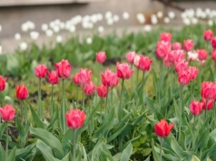 Zamiast wyrzucać, wykorzystaj w ogrodzie. Tulipany będą najpiękniejsze w okolicy