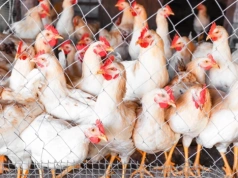 Ptasia grypa w powiecie konińskim. Żychlin i Żdżary w strefie zagrożenia