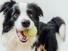 Relacja z właścicielem może wpływać na poziom inteligencji psa. Nowe badanie