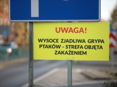 Ognisko ptasiej grypy w Olsztynie. "Wdrożone zostały procedury"