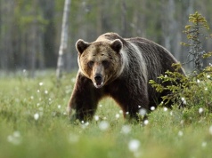 Będzie można strzelać do niedźwiedzi gumowymi kulami? Projekt w Sejmie