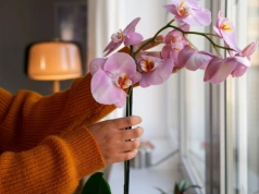 Wsyp pół łyżeczki do doniczki. Po 3 tygodniach storczyk rusza z pąkami