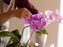 Wsyp pół łyżeczki w lutym. Storczyk odzyska siły i wypuści pąki szybciej niż po nawozie