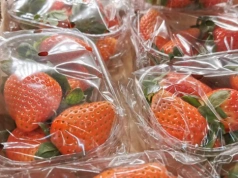 Egipt nową potęgą na rynku owoców premium. Co to znaczy dla jagodowej branży?