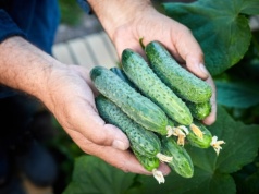 W tym roku zasadź te odmiany ogórków. Nie gorzknieją i są idealne na przetwory