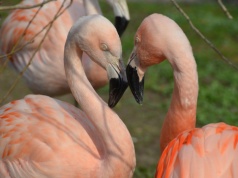 Walentynkowa gra terenowa w warszawskim zoo