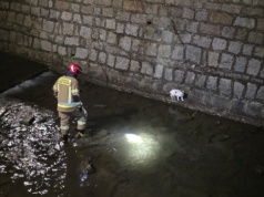 Kot uwięziony w głębokim korycie rzeki