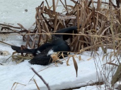 Ptasia grypa zbiera żniwo