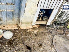 Pietrowice Wielkie. 66-latek odpowie za znęcanie się nad zwierzętami