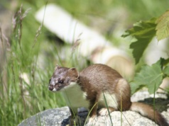 Włosi sięgnęli po niego podczas igrzysk w Cortinie. U nas to rzadkość
