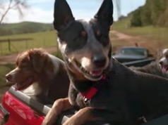 Australia przykręca śrubę Toyocie. Chodzi o reklamę Hiluxa z… psami