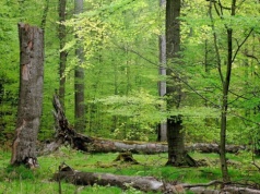 To największy kompleks leśny w Polsce. Mało kto wie, gdzie się znajduje