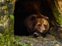 „To karmienie niedźwiedzi myśliwymi”. Spór o odstraszanie dzikich zwierząt nabiera tempa