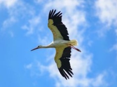 Bociany w Afryce szykują się do drogi. Kiedy dotrą do Polski?