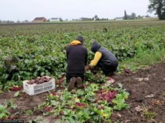 Warzywa gniją na polach. Rolnicy w tarapatach