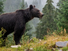 Gumowymi kulami w niedźwiedzie i żubry. Projekt Polski 2050