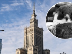 Nie żyje słynna Giga. Samica sokoła mieszkała na szczycie Pałacu Kultury i Nauki