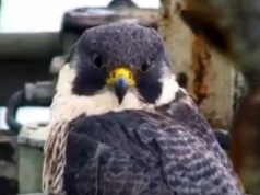 Pożegnanie Gigi: Odeszła słynna sokolica z Pałacu Kultury