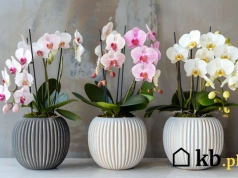 Ten trik z płatkiem kosmetycznym sprawi, że storczyk znów zakwitnie