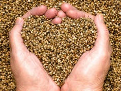 Cichy wróg zbóż. Jak choroby nasion mogą zabrać nawet 80% plonu?