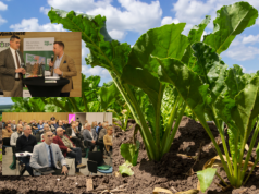 Burak cukrowy pod presją szkodników: jak sobie poradzić w nowym sezonie? Eksperci w Minikowie podpowiadają!