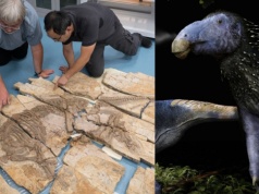 Różne rzeczy znajdowano na ciele dinozaurów. To jest coś nowego