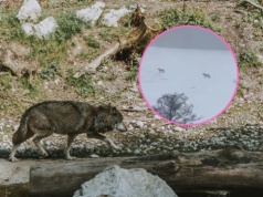 Wilki podchodzą pod domy! Wataha krążyła tuż obok zabudowań, rodzice zaniepokojeni