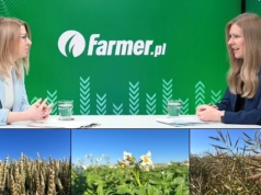 Plony pszenicy mogą spaść nawet o 16% przy realizacji scenariusza regulacyjnego