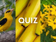 Żółty quiz wiedzy to nie jest proste zadanie. Tylko geniusze mają szanse