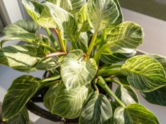 Ta roślina podbija polskie parapety. Fani monstery ją pokochają