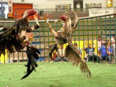 Walki kogutów na Wyspach Kanaryjskich nielegalne od 2007 roku