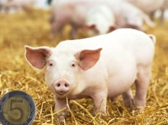 Ceny prosiąt w górę o nawet 30 zł/szt. Jakie stawki w połowie lutego 2026?