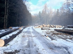 „Przygnębiający widok”. Mieszkańcy zszokowani skalą wycinki, leśnicy tłumaczą