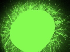 "Tańczące cząsteczki" odbudowują rdzeń kręgowy. Przełom w laboratorium