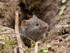 Wbij to w ziemię jeszcze dziś. Nornice uciekną z ogrodu szybciej, niż myślisz
