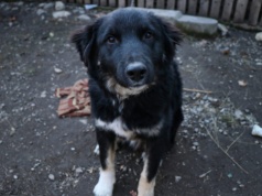 Eksperci są zgodni, że system opieki nad bezdomnymi zwierzętami trzeba zbudować od nowa (analiza)