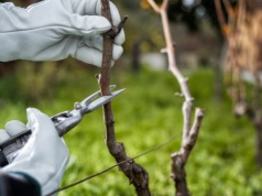 Kiedy przycinać winorośl? Wszystko zależy od temperatury. Lepiej się nie spóźnić