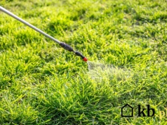 Zamiast chemii za 50 zł użyj tego za 3 zł. Chwasty nie mają szans